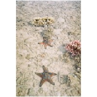 Coral Pools, Larantuka.jpg